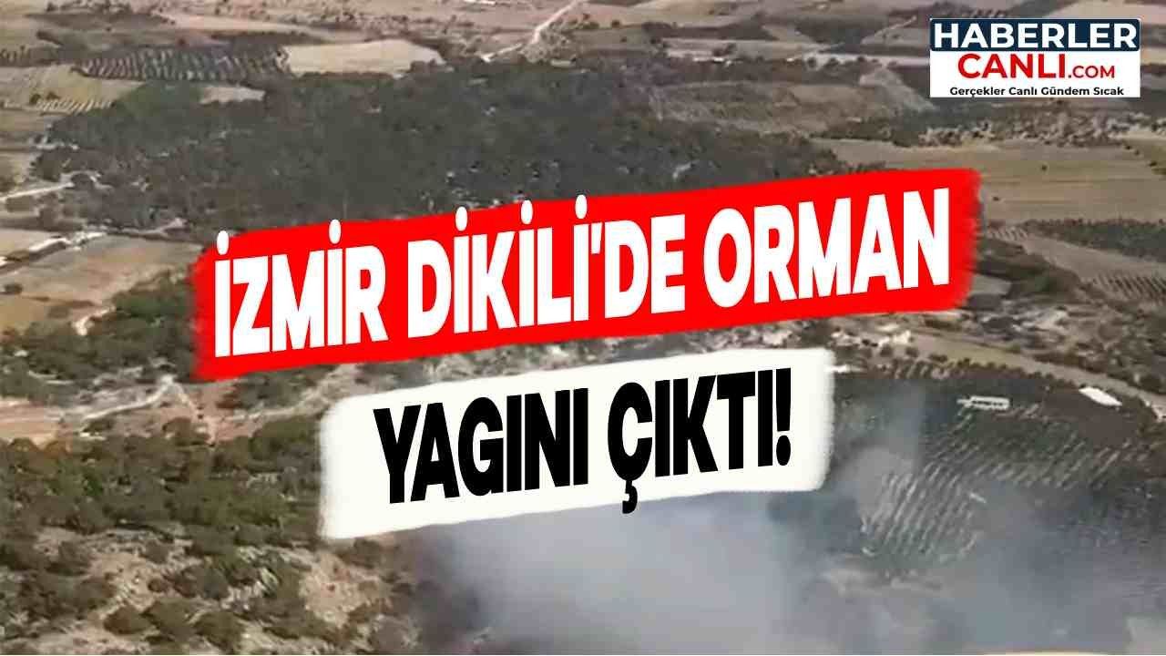 İzmir Dikili'de Orman Yangını Büyük Bir Korku Yarattı!