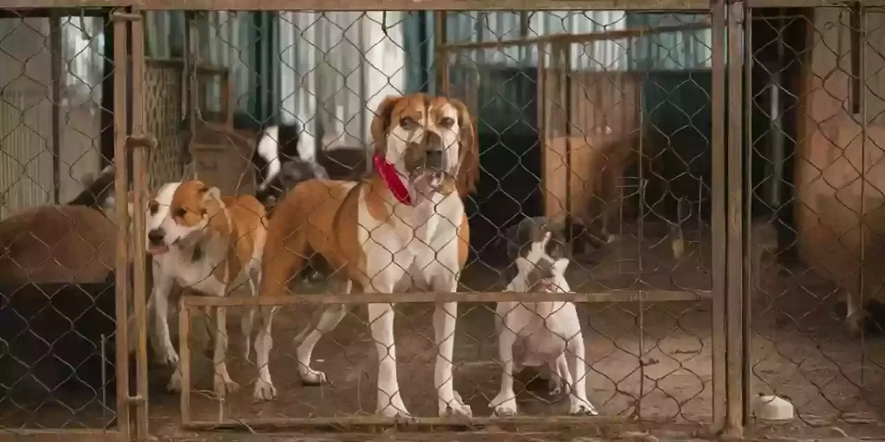 AKP Parti Başkanı Abdullah Güler’den Başıboş Köpek Sorunu Hakkında Açıklama!