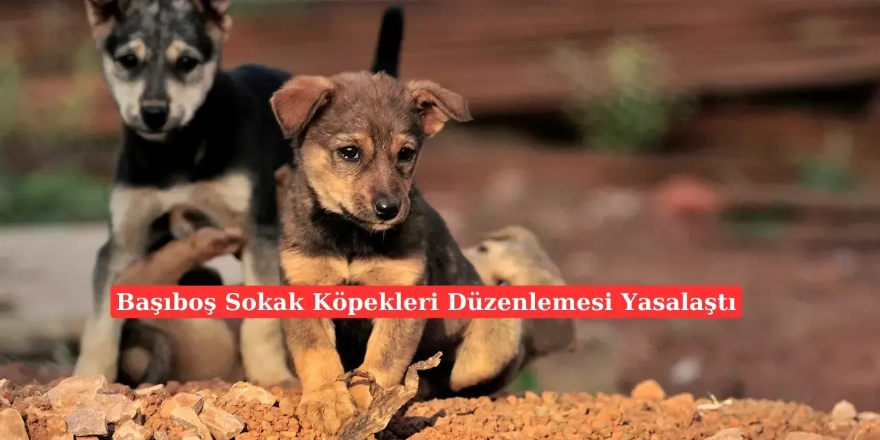 Sokak Köpeklerine Yönelik Yeni Yasa Meclis’ten Geçti