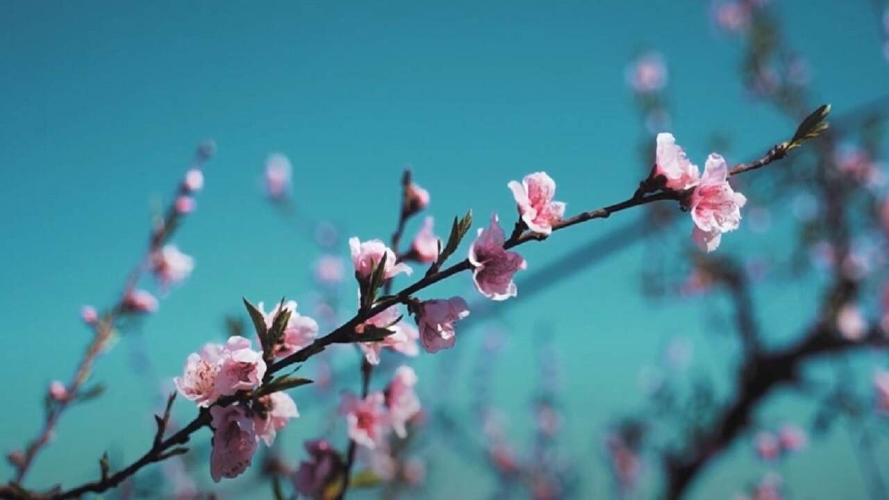 Sakura Çiçeği Özellikleri Nelerdir, Ne Anlama Gelir?