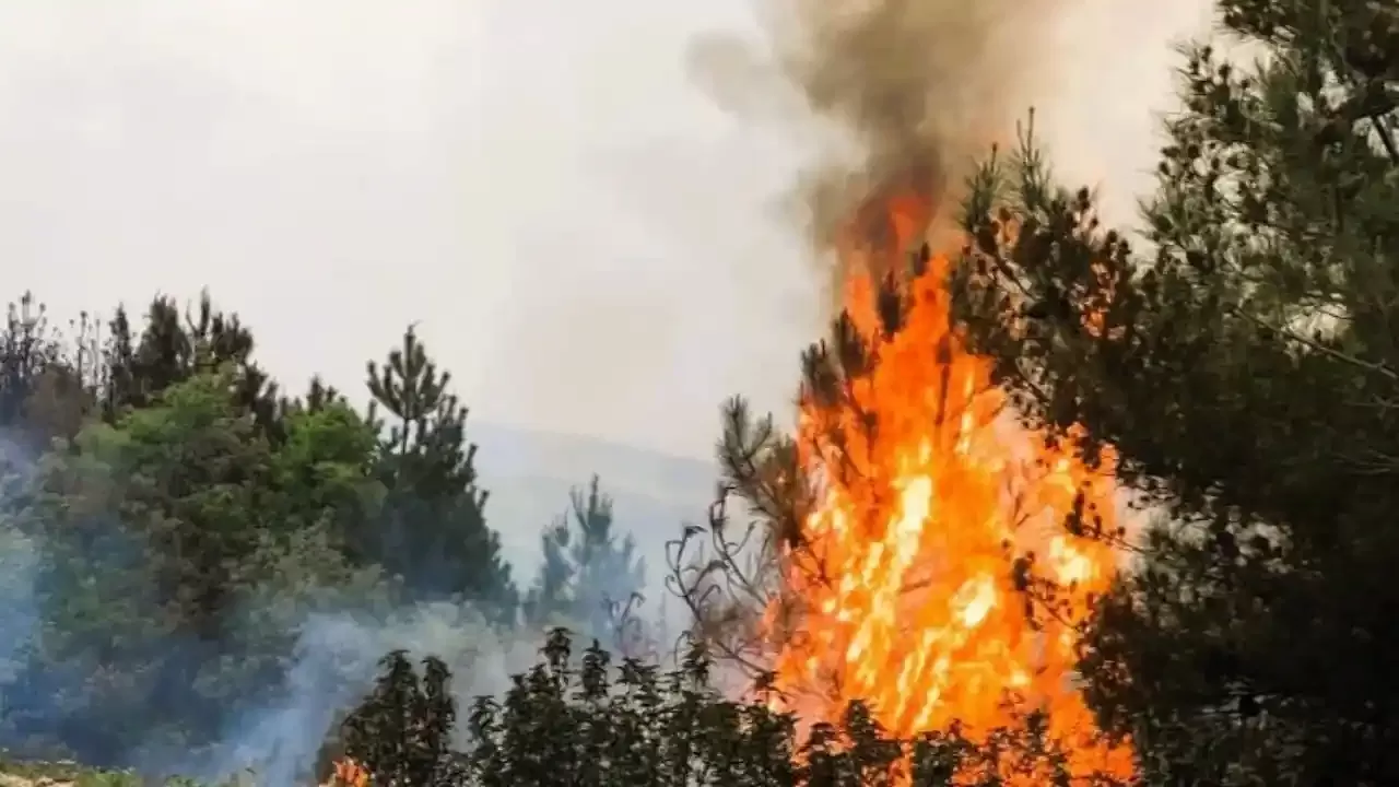 İzmir Karşıyaka Örnekköy Ormanlık Alandaki Yangın Korkuttu!