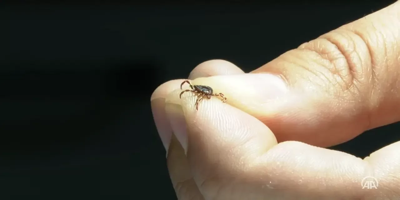 Yaz Geldi Kene Korkusu Ortaya Çıktı! O Belediyeden Açıklama Geldi