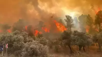 İzmir Yine Yanıyor! Dikili İlçesinde Orman Yangını!