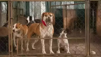 AKP Parti Başkanı Abdullah Güler’den Başıboş Köpek Sorunu Hakkında Açıklama!