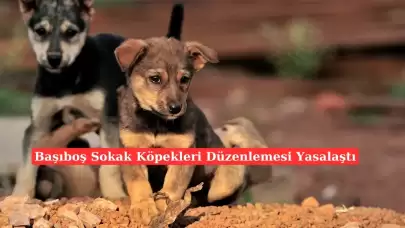 Sokak Köpeklerine Yönelik Yeni Yasa Meclisten Geçti