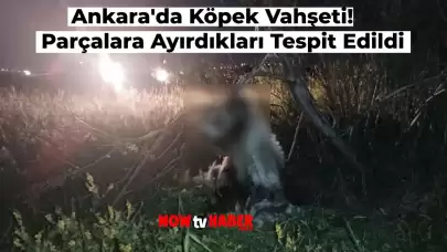 Ankara’da Köpek Vahşeti! Altındağ’da Hayvanlara Ölüm Zulmü