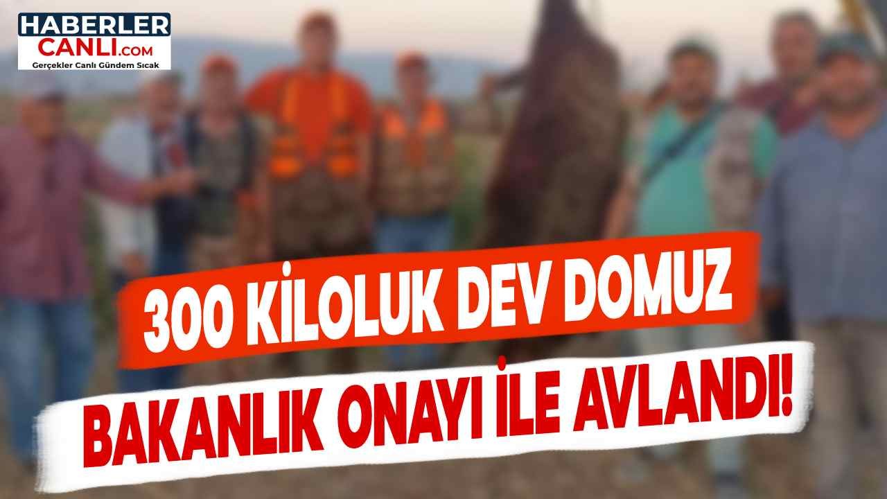 300 Kiloluk Dev Domuz, Çiftçilerin Başına Bela Oldu: Bakanlık İzniyle Avlandı!