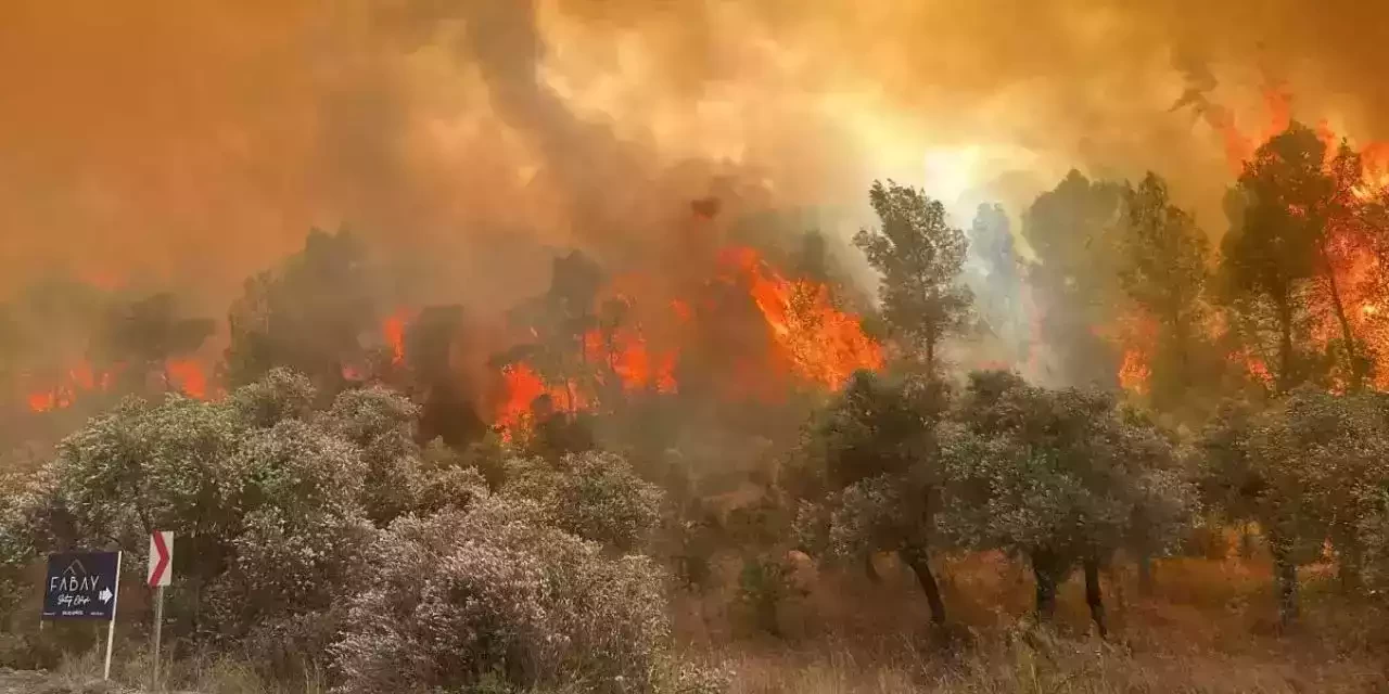 İzmir Yine Yanıyor! Dikili İlçesinde Orman Yangını!