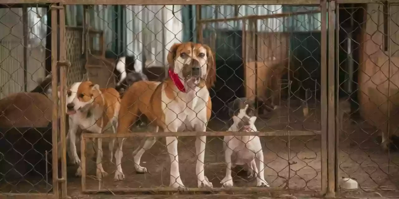 AKP Parti Başkanı Abdullah Güler’den Başıboş Köpek Sorunu Hakkında Açıklama!