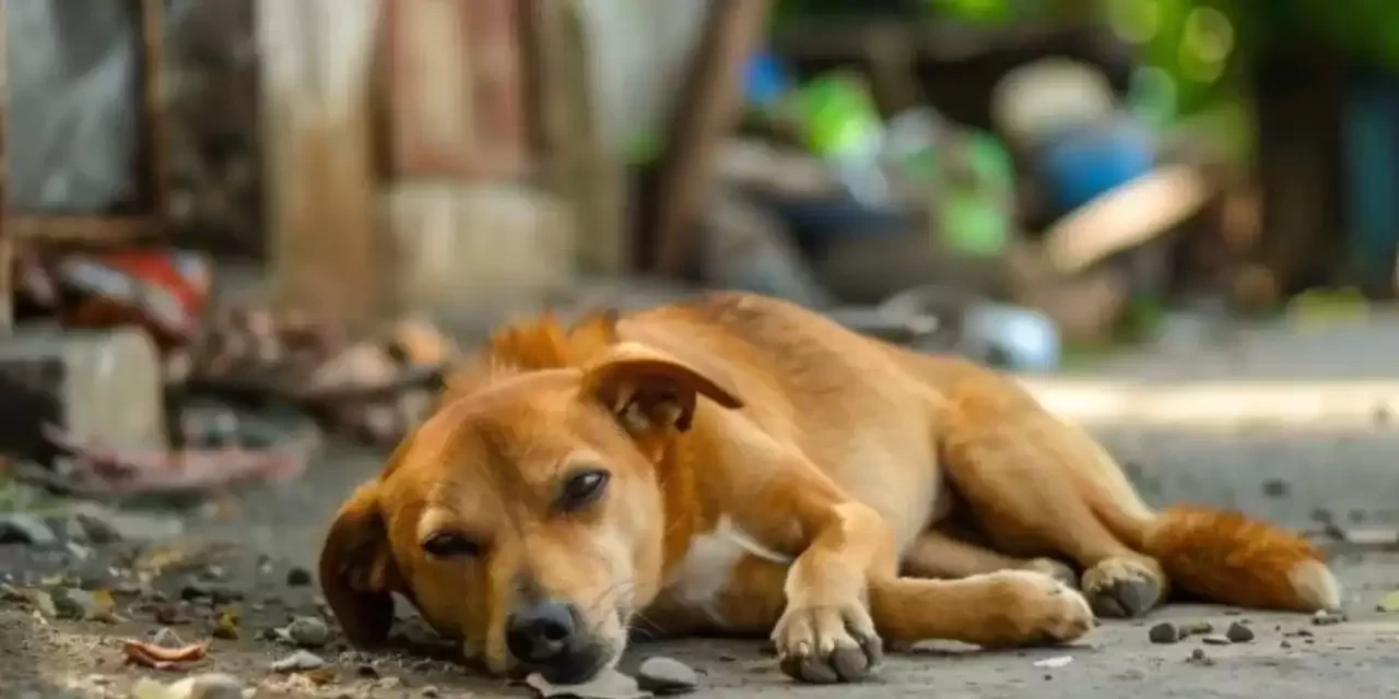 Mecliste Ortalığı Ayağa Kaldıran Karar! Konu ise Sokak Hayvanları!