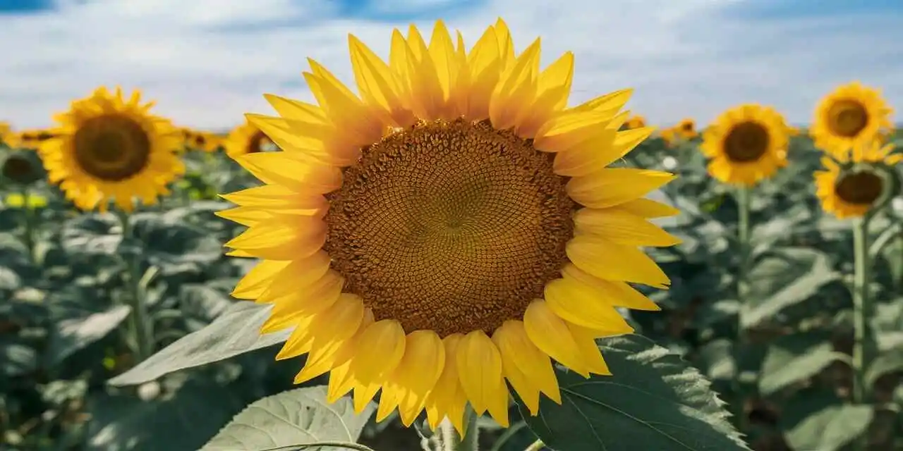 Mutfakların Vazgeçilmesi Ayçiçek Yağı